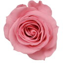 バニラピンク ビビアン（24輪入り） プリザーブドフラワー ドライフラワー 花材 資材 材料 フラワーアレンジメント 小花