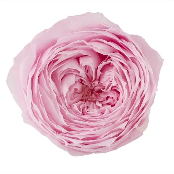 ローズ てまり シャーベットピンク（8輪入） プリザーブドフラワー ドライフラワー 花材 資材 材料 フラワーアレンジメント 小花