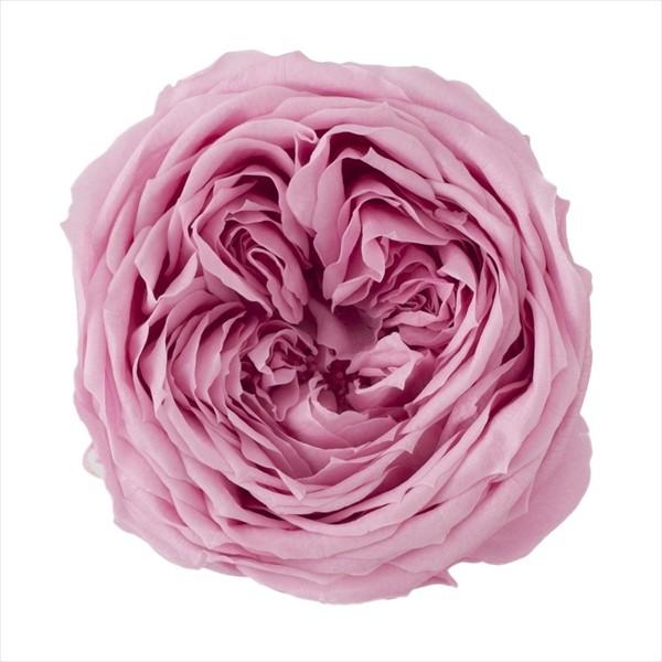 ローズ てまり クリスタルピンク（8輪入） プリザーブドフラワー ドライフラワー 花材 資材 材料 フラワーアレンジメント 小花