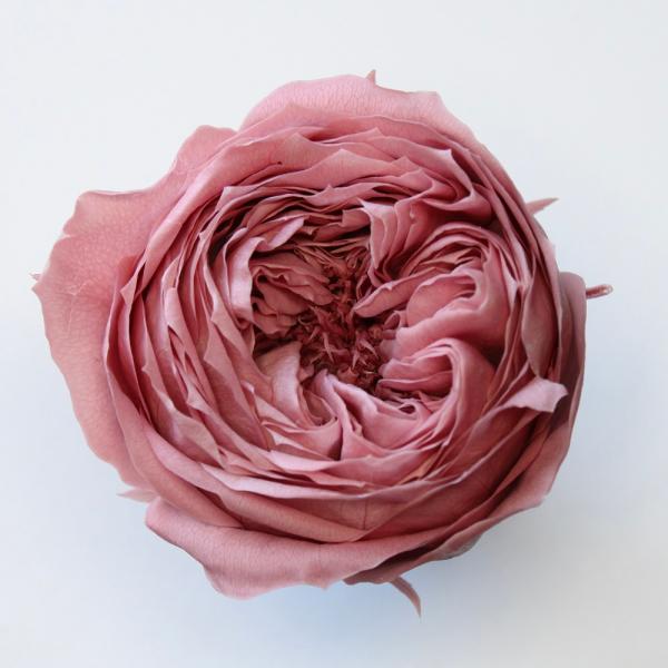 ローズ てまり ラシットピンク（8輪入） プリザーブドフラワー ドライフラワー 花材 資材 材料 フラワーアレンジメント 小花