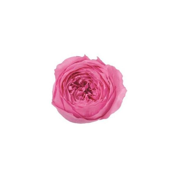 プリンセスピンク ローズ てまり 大地農園（8輪入） プリザーブドフラワー ドライフラワー 花材 資材 材料 フラワーアレンジメント 小花
