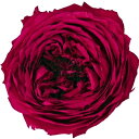 ローズ てまり カーニバルルージュ（8輪入） プリザーブドフラワー ドライフラワー 花材 資材 材料 フラワーアレンジメント 小花