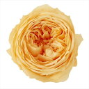 ローズ てまり ジュリアオレンジ（8輪入） プリザーブドフラワー ドライフラワー 花材 資材 材料 フラワーアレンジメント 小花