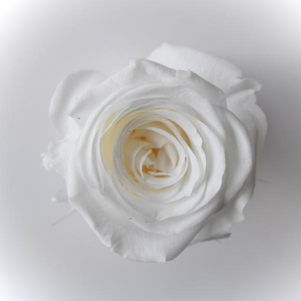 ローズ サラ ピュアホワイト（9輪入り） プリザーブドフラワー ドライフラワー 花材 資材 材料 フラワーアレンジメント 小花