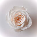 ローズ サラ ホワイトシャンパン（9輪入り） プリザーブドフラワー ドライフラワー 花材 資材 材料 フラワーアレンジメント 小花