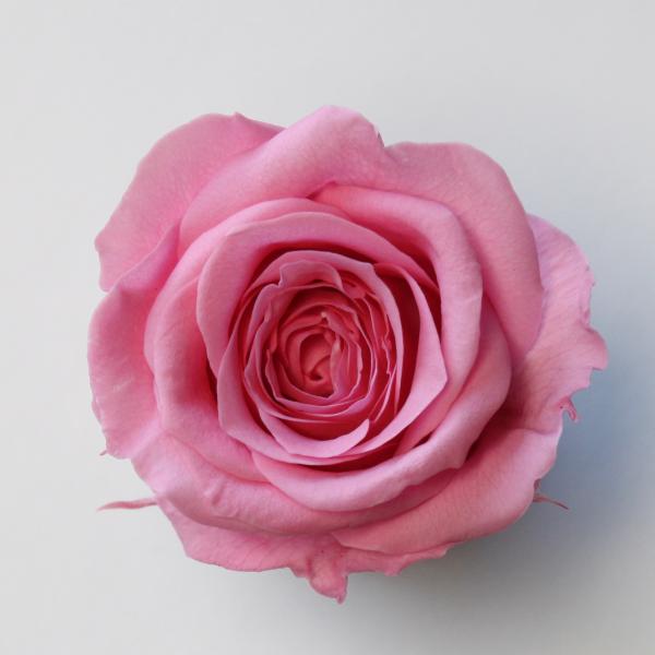 ローズ サラ プリンセスピンク（9輪入り） プリザーブドフラワー ドライフラワー 花材 資材 材料 フラワーアレンジメント 小花
