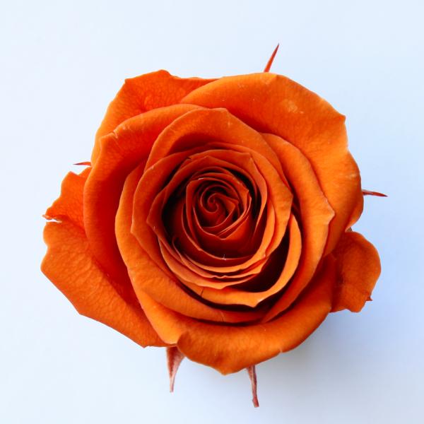 ローズ サラ バレンシアオレンジ（9輪入り） プリザーブドフラワー ドライフラワー 花材 資材 材料 フラワーアレンジメント 小花