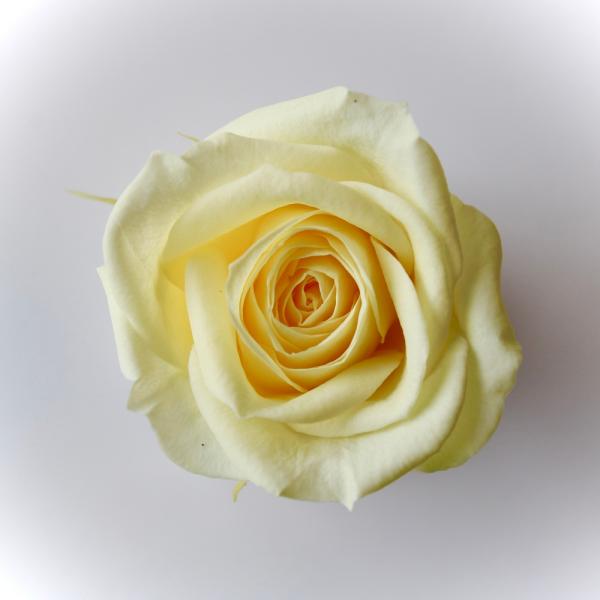 ローズ サラ モーニングイエロー（9輪入り） プリザーブドフラワー ドライフラワー 花材 資材 材料 フラワーアレンジメント 小花