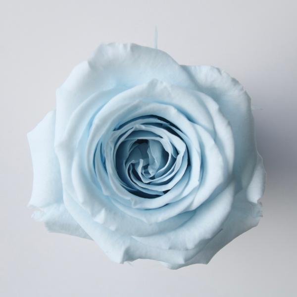 ローズ サラ ベビーブルー（9輪入り） プリザーブドフラワー ドライフラワー 花材 資材 材料 フラワーアレンジメント 小花