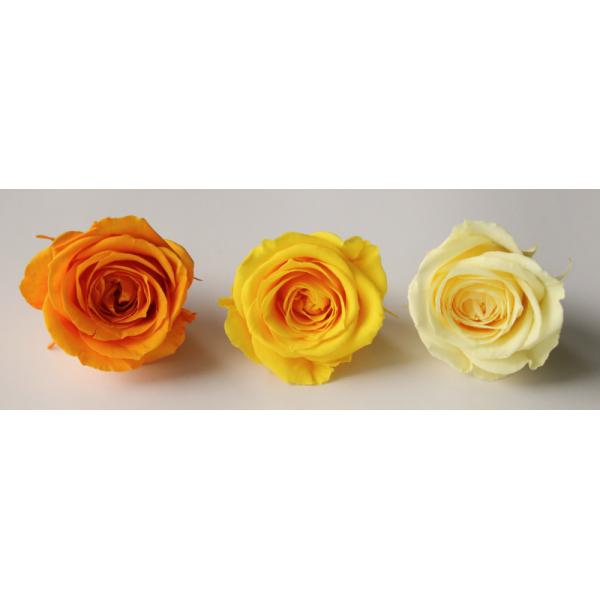 ローズ サラ カラーアソート オレンジミックス（9輪入り） プリザーブドフラワー ドライフラワー 花材 資材 材料 フラワーアレンジメント 小花