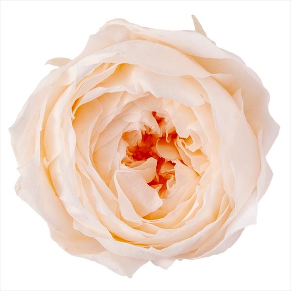 ホワイトシャンパン ローズ ココット（9輪入り） プリザーブドフラワー ドライフラワー 花材 資材 材料 フラワーアレンジメント 小花