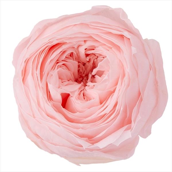ブライダルピンク ローズ ココット（9輪入り） プリザーブドフラワー ドライフラワー 花材 資材 材料 フラワーアレンジメント 小花