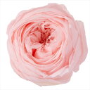 ブライダルピンク ローズ ココット（9輪入り） プリザーブドフラワー ドライフラワー 花材 資材 材料 フラワーアレンジメント 小花