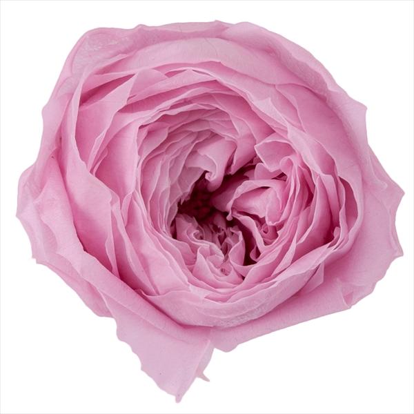 クリスタルピンク ローズ ココット（9輪入り） プリザーブドフラワー ドライフラワー 花材 資材 材料 フラワーアレンジメント 小花