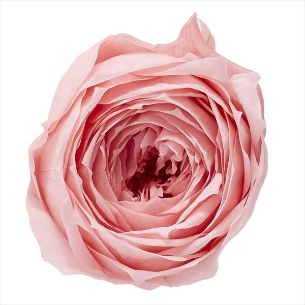 バニラピンク ローズ ココット（9輪入り） プリザーブドフラワー ドライフラワー 花材 資材 材料 フラワーアレンジメント 小花