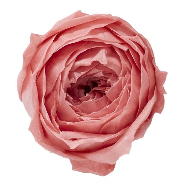 ボンボンピンク ローズ ココット（9輪入り） プリザーブドフラワー ドライフラワー 花材 資材 材料 フラワーアレンジメント 小花