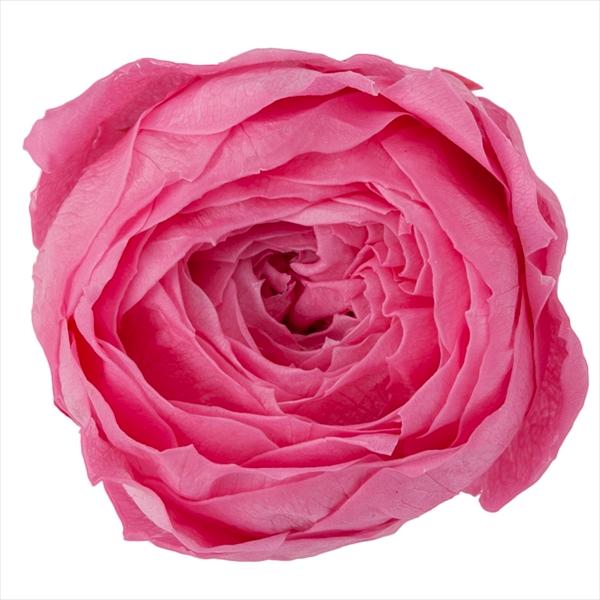 プリンセスピンク ローズ ココット（9輪入り） プリザーブドフラワー ドライフラワー 花材 資材 材料 フラワーアレンジメント 小花