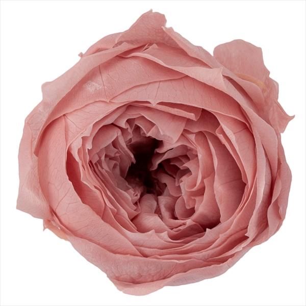 モーブピンク ローズ ココット（9輪入り） プリザーブドフラワー ドライフラワー 花材 資材 材料 フラワーアレンジメント 小花