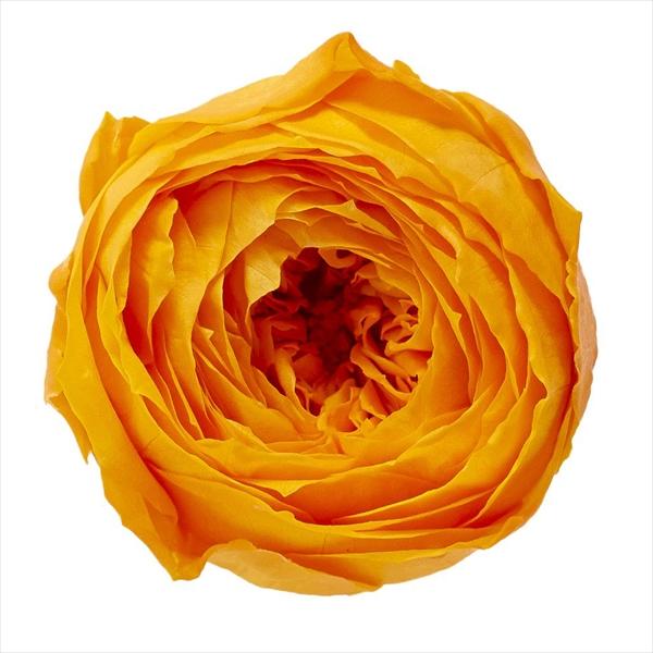 フルーティオレンジ ローズ ココット（9輪入り） プリザーブドフラワー ドライフラワー 花材 資材 材料 フラワーアレンジメント 小花