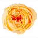 ジュリアオレンジ ローズ ココット（9輪入り） プリザーブドフラワー ドライフラワー 花材 資材 材料 フラワーアレンジメント 小花