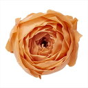 タルトオレンジ ローズ ココット（9輪入り） プリザーブドフラワー ドライフラワー 花材 資材 材料 フラワーアレンジメント 小花