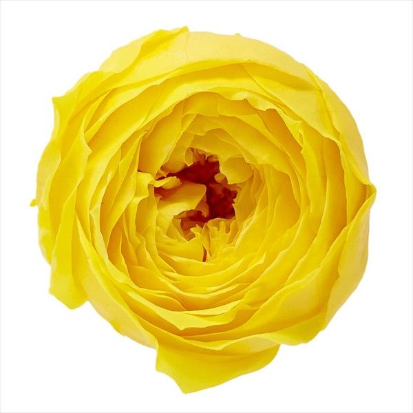ミモザイエロー ローズ ココット（9輪入り） プリザーブドフラワー ドライフラワー 花材 資材 材料 フラワーアレンジメント 小花