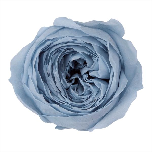 ミストブルー ローズ ココット（9輪入り） プリザーブドフラワー ドライフラワー 花材 資材 材料 フラワーアレンジメント 小花