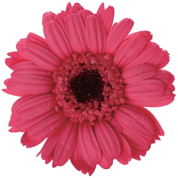 ストロベリー ガーベラ（9輪入） プリザーブドフラワー ドライフラワー 花材 資材 材料 フラワーアレンジメント 小花