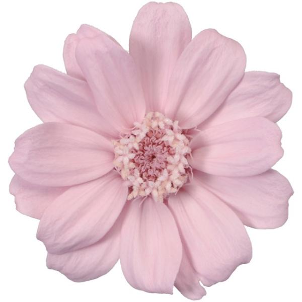 ジニア 小 クリスタルピンク（12輪入） プリザーブドフラワー ドライフラワー 花材 資材 材料 フラワーアレンジメント 小花