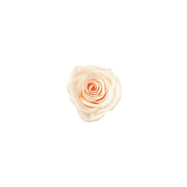 ホワイトシャンパン ローズ いずみ 大地農園（9輪入） プリザーブドフラワー ドライフラワー 花材 資材 材料 フラワーアレンジメント 小花