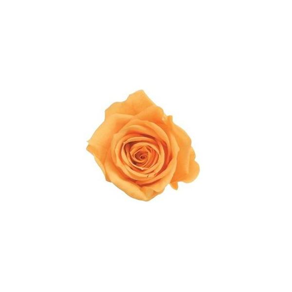 フルーティオレンジ ローズ いずみ 大地農園（9輪入） プリザーブドフラワー ドライフラワー 花材 資材 材料 フラワーアレンジメント 小花