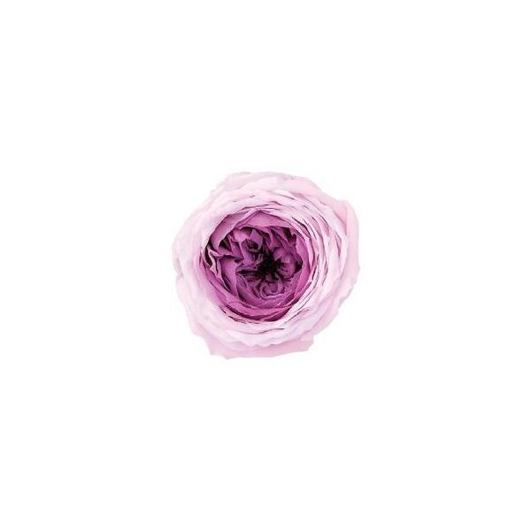 ピンクローズ ローズ てまり ミルフィーユ 大地農園 プリザーブドフラワー ドライフラワー 花材 資材 材料 フラワーアレンジメント 小花