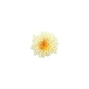 ホワイトイエロー 小菊 ミルフィーユ 大地農園 プリザーブドフラワー ドライフラワー 花材 資材 材料 フラワーアレンジメント 小花
