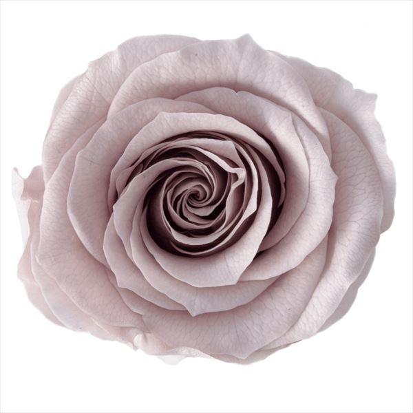 ピンクベージュ ローズ かのん M（9輪入） プリザーブドフラワー ドライフラワー 花材 資材 材料 フラワーアレンジメント 小花