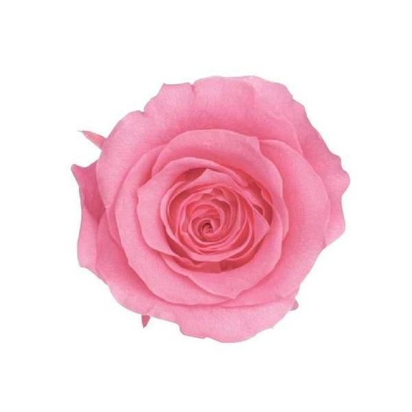プリンセスピンク ローズ かのん M 大地農園（9輪入） プリザーブドフラワー ドライフラワー 花材 資材 材料 フラワーアレンジメント 小花