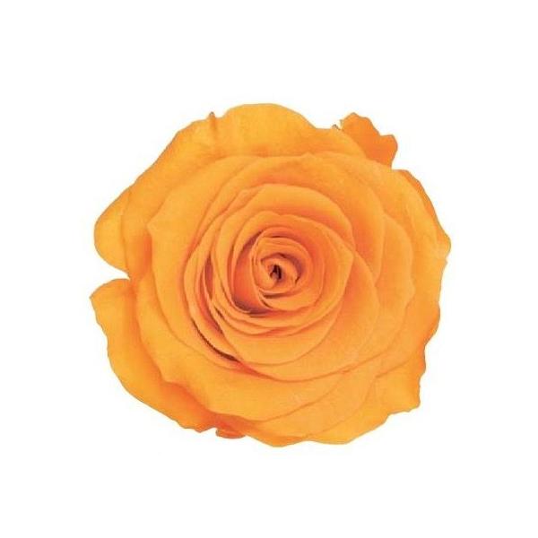フルーティオレンジ ローズ かのん M 大地農園（9輪入） プリザーブドフラワー ドライフラワー 花材 資材 材料 フラワーアレンジメント 小花