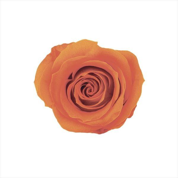 パッションオレンジ ローズ かのん M（9輪入） プリザーブドフラワー ドライフラワー 花材 資材 材料 フラワーアレンジメント 小花
