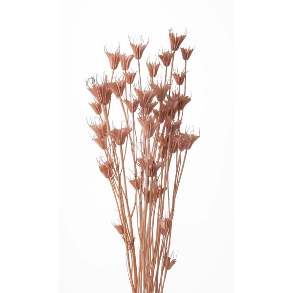 ニゲラオリエンタリス モーブピンク プリザーブドフラワー ドライフラワー 花材 資材 材料 フラワーアレンジメント 小花