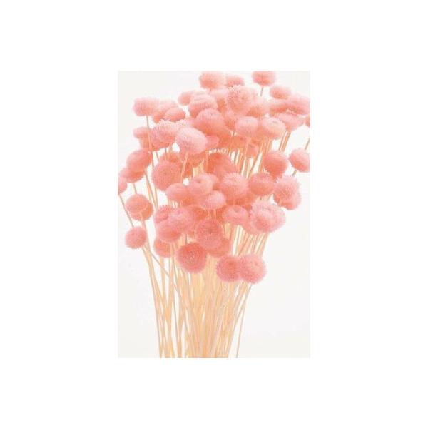 ピンク アマレリーフラワー 大地農園 プリザーブドフラワー ドライフラワー 花材 資材 材料 フラワーアレンジメント 小花