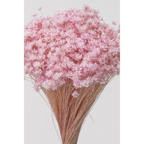 楽天花材問屋Blossomブライダルピンク スターフラワー ミニ プリザーブドフラワー ドライフラワー 花材 資材 材料 フラワーアレンジメント 小花