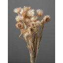 ミニシルバーデージー ホワイト/ゴールド プリザーブドフラワー ドライフラワー 花材 資材 材料 フラワーアレンジメント 小花