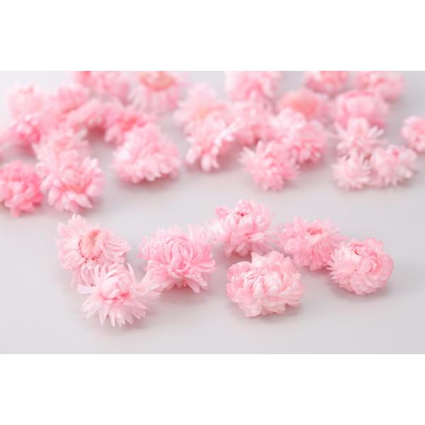 ピンク ヘリクリサムヘッド プリザーブドフラワー ドライフラワー 花材 資材 材料 フラワーアレンジメント 小花