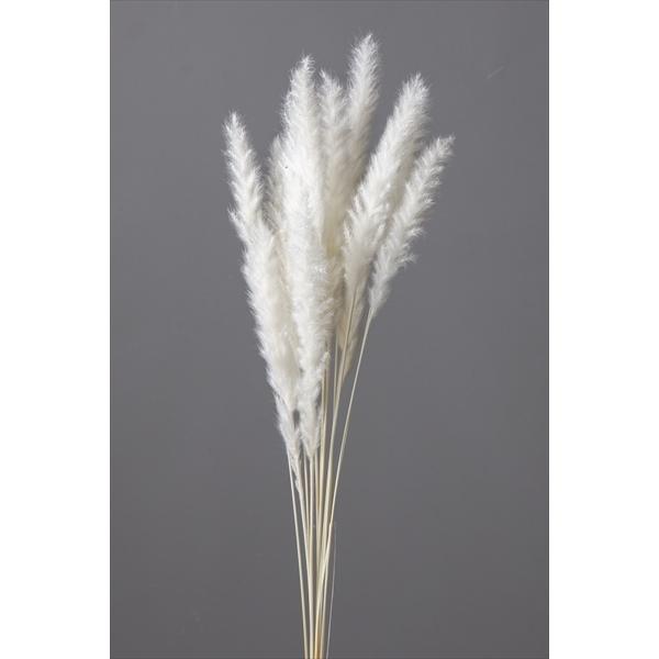 白 テールリードミニ プリザーブドフラワー ドライフラワー 花材 資材 材料 フラワーアレンジメント 小花