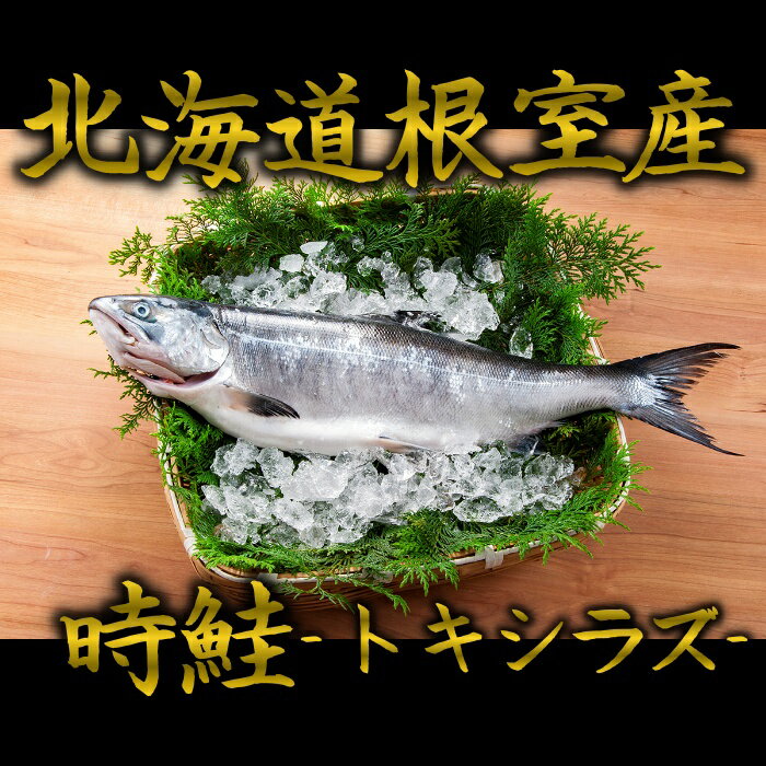 根室産時鮭 トキシラズ 1尾1kg～1.5kg 時鮭 トキシラズ ときしらず 時シラズ 時しらず 鮭 サケ さけ お歳暮 御歳暮 贈答用 御祝 プレゼント ギフト 記念日 北海道グルメ 北海道産 送料無料 母の日 父の日 1