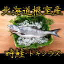 根室産時鮭 トキシラズ 1尾1.5kg〜2kg 時鮭 トキシラズ ときしらず 時シラズ 時しらず 鮭 サケ さけ お歳暮 御歳暮 贈答用 御祝 プレゼント ギフ...
