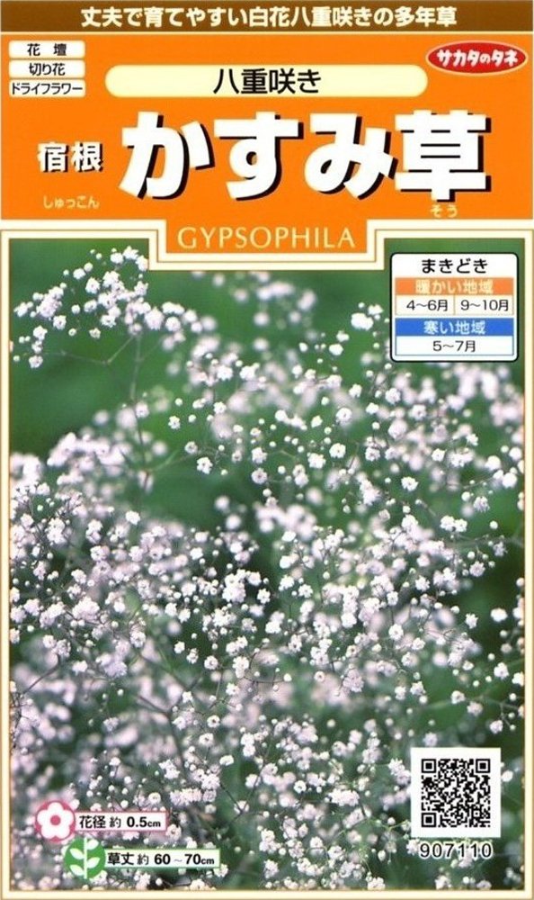 サカタのタネ かすみ草