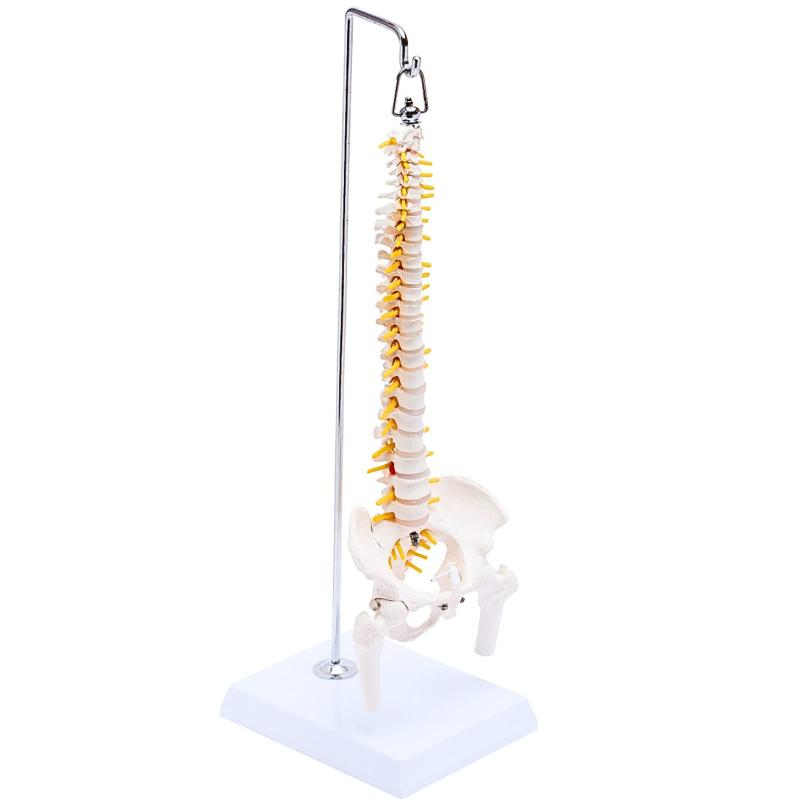 KIYOMARU 1/2サイズなのに高精度かつグニャと背骨を動かせるミニ脊柱模型 約45cm 人体模型 脊椎模型 骨盤 理学療法士監修 可動する骨盤と股関節 女性骨盤 台座付き