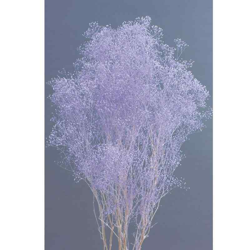 �������� ���եȥߥ˥������� PLANT_SEED