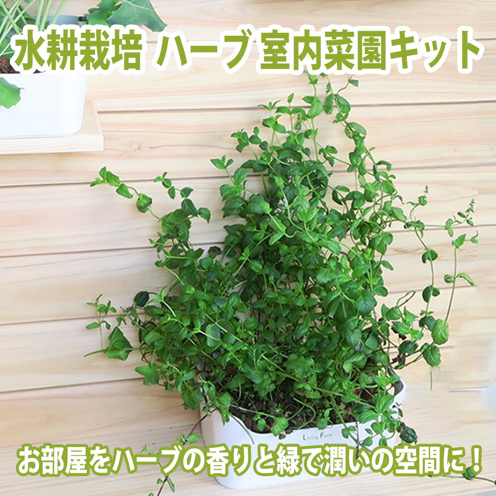 LFS-095-3　水耕栽培キット　ハーブ 　クッキングハーブセット　チャービル　ディ...