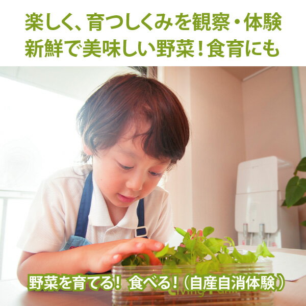 LFS-330　ミニ水耕菜園キットBE　ベビーエンダイブ　リビングファーム　LFS330【メ...